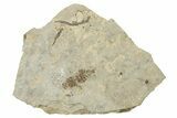 Detailed Fossil Leafhopper (Homoptera) - France #267677-1